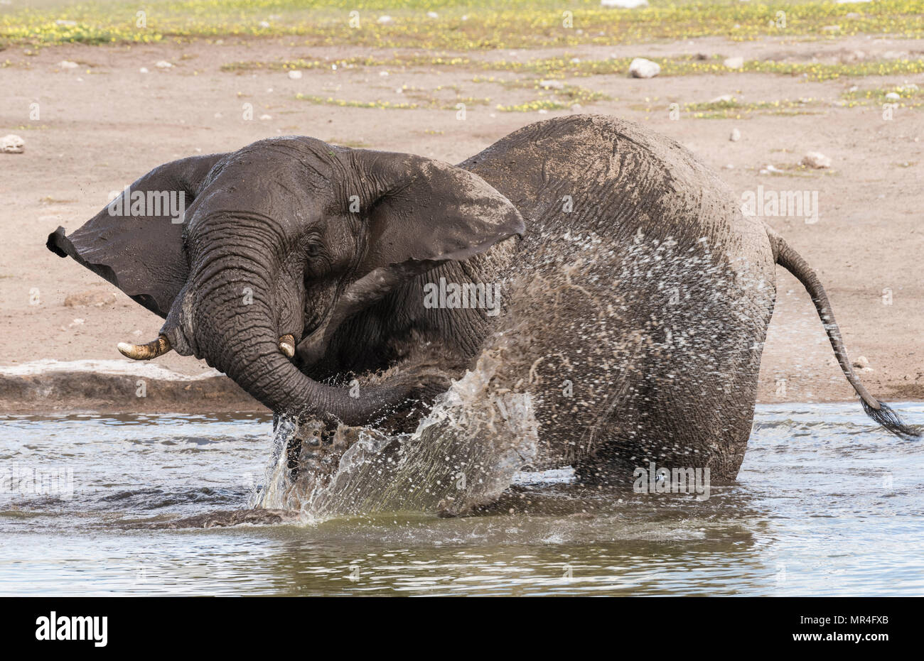 Elefante africano al Chudop Watering Hole, il Parco Nazionale di Etosha, Namibia. Foto Stock