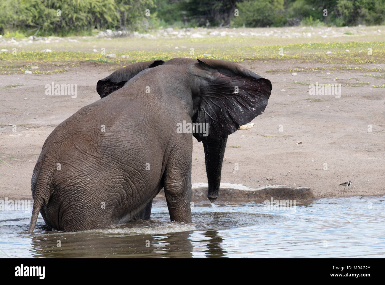 Elefante africano al Chudop Watering Hole, il Parco Nazionale di Etosha, Namibia. Foto Stock