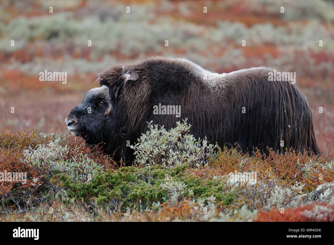 Musk ox in un paesaggio autunnale, dovrefjell, norvegia (Ovibos moschatus) Foto Stock