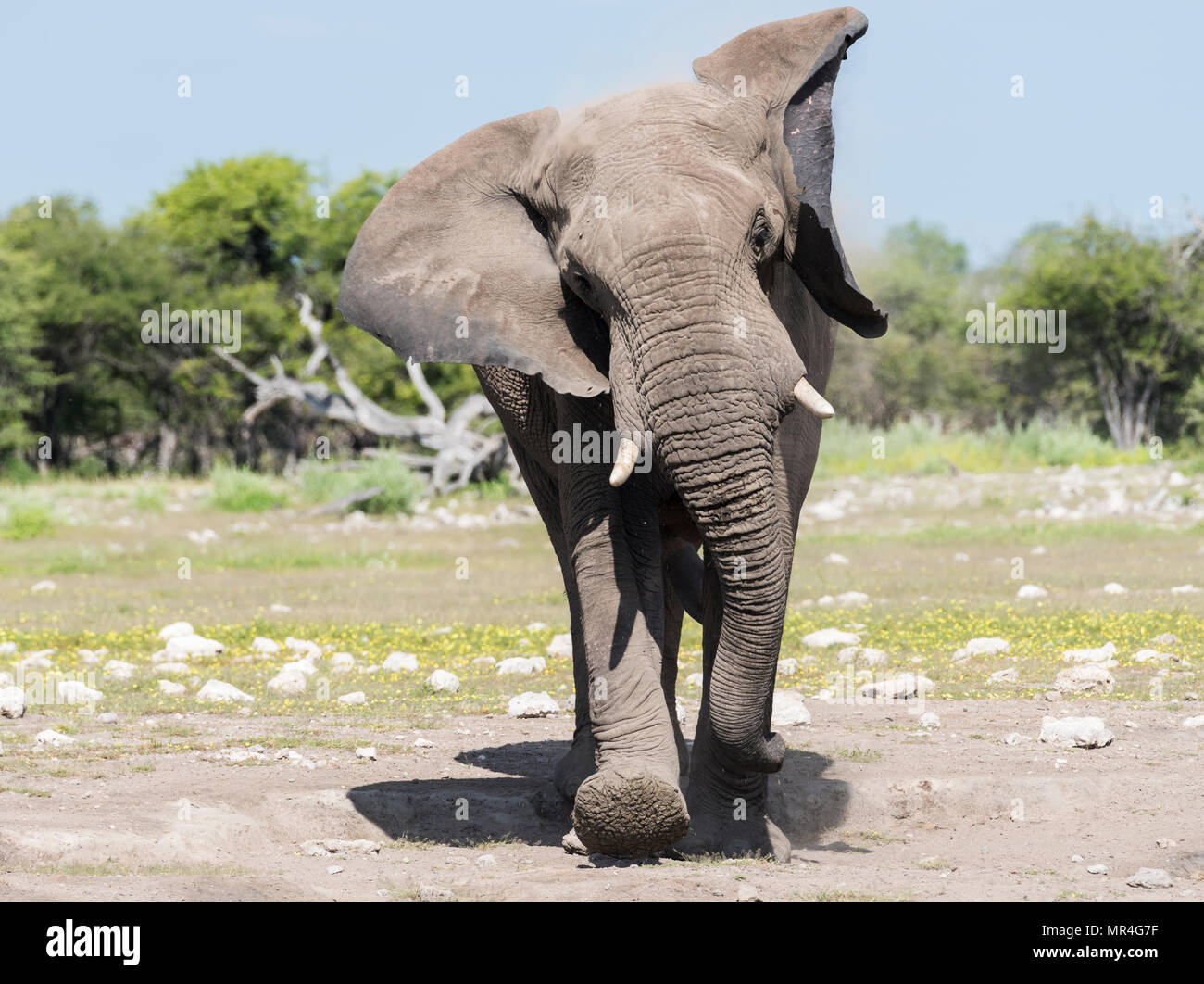 Elefante africano la carica verso la telecamera. Il Parco Nazionale di Etosha, Namibia. Foto Stock