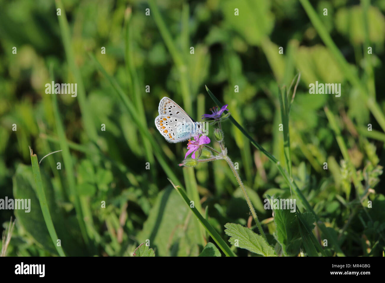 Comune di blue butterfly corpo blu ma con macchie di colore arancione e pallido underwing latino polyommatus icarus boalensis in rosa di cicogna bill erodium malacoides Foto Stock