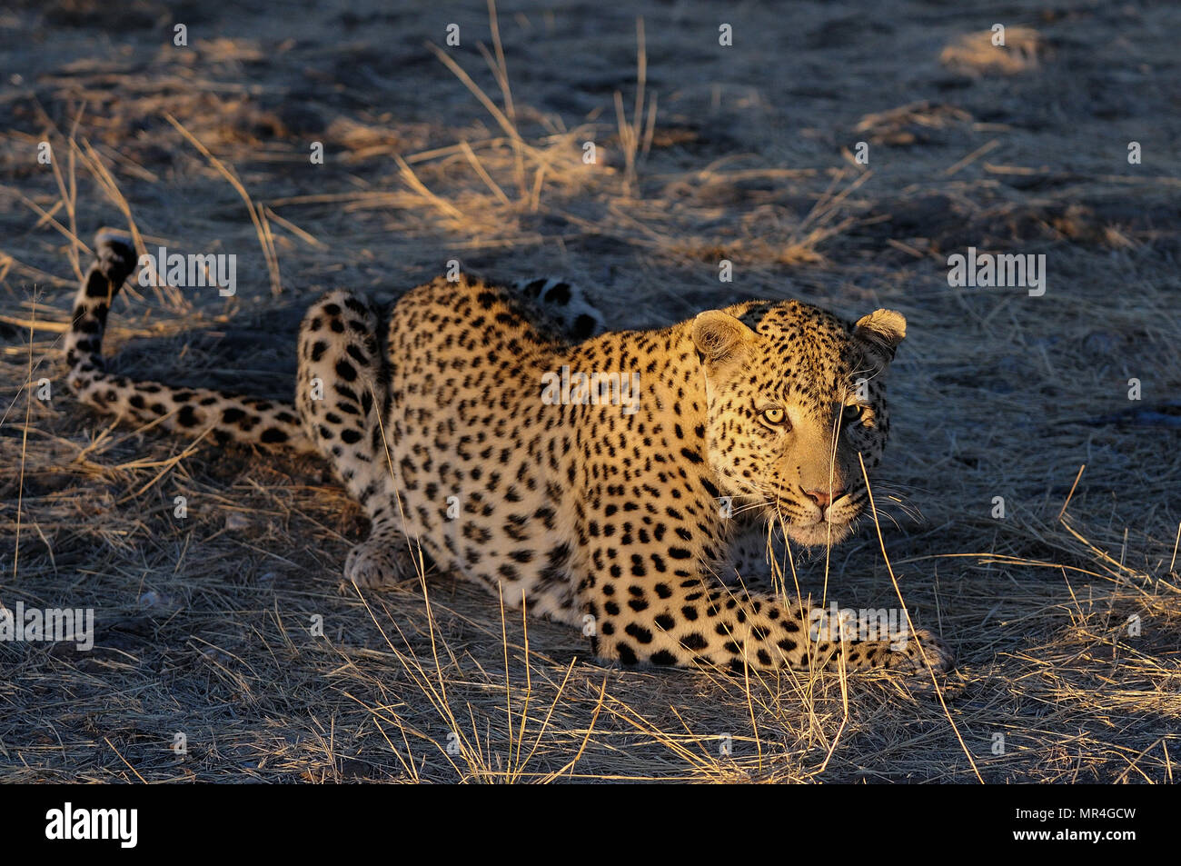 Leopard è in cerca di catturare, Namibia, (panthera pardus) Foto Stock