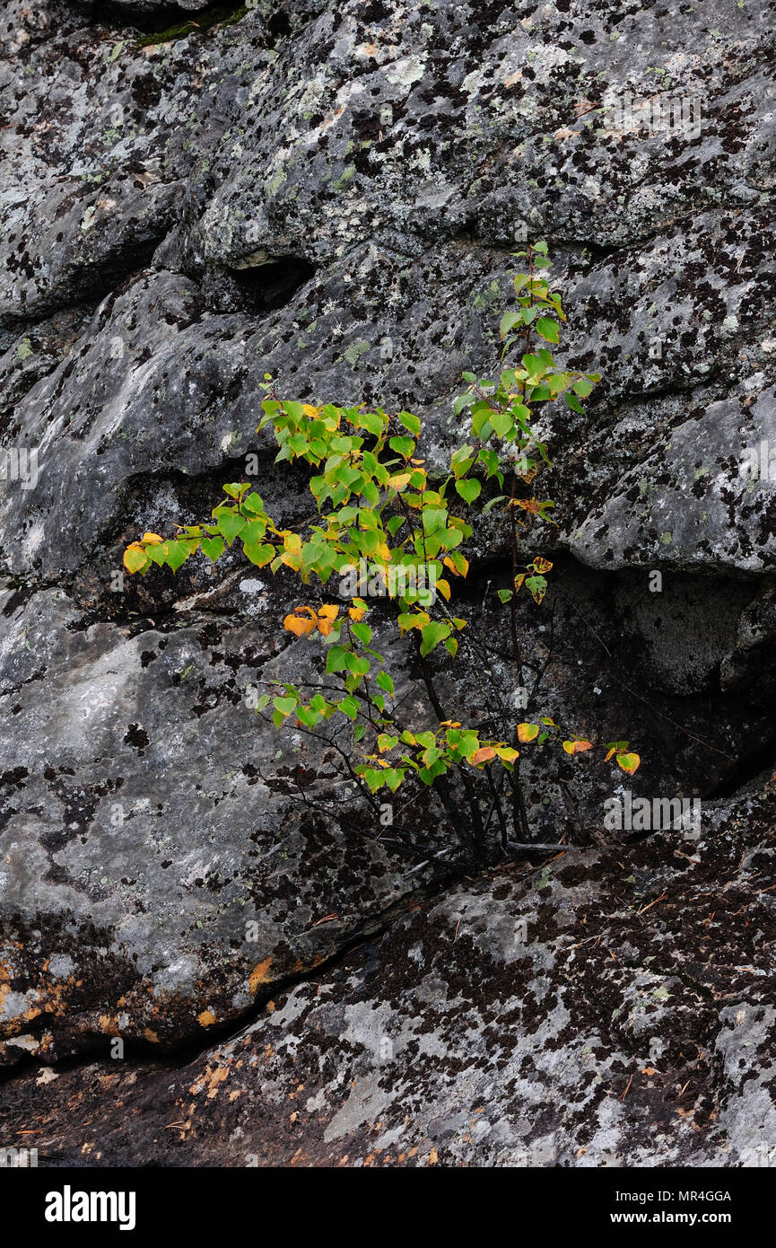 Piccola betulla crescere su una roccia, hylstroemmen, Svezia Foto Stock
