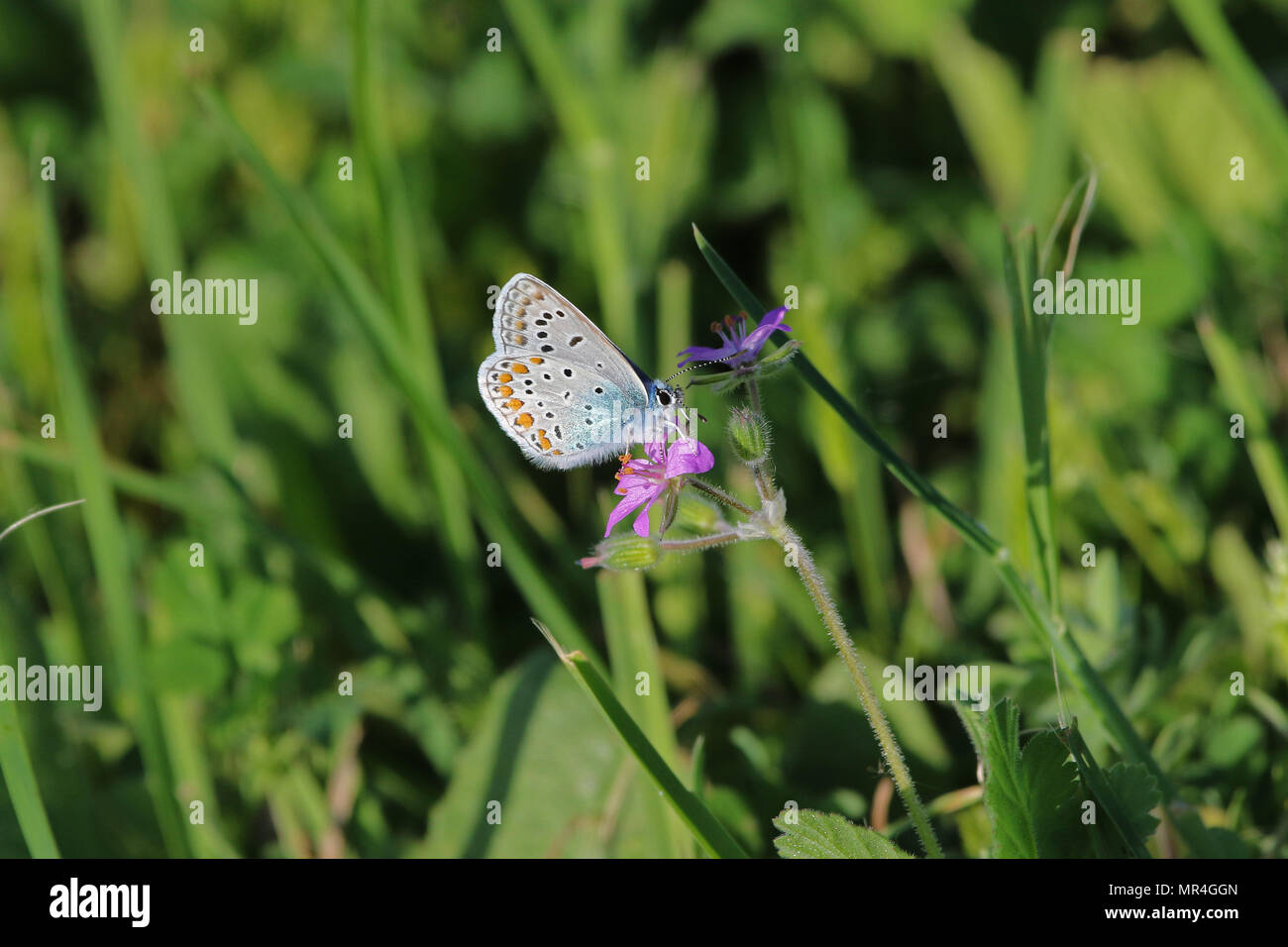 Comune di blue butterfly corpo blu ma con macchie di colore arancione e pallido underwing latino polyommatus icarus boalensis in rosa di cicogna bill erodium malacoides Foto Stock