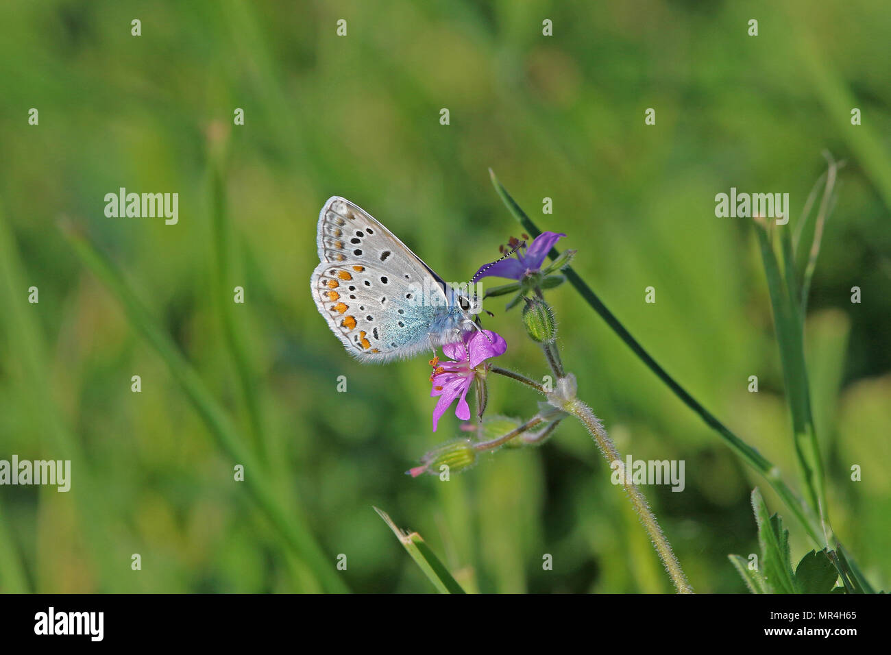 Comune di blue butterfly corpo blu ma con macchie di colore arancione e pallido underwing latino polyommatus icarus boalensis in rosa di cicogna bill erodium malacoides Foto Stock