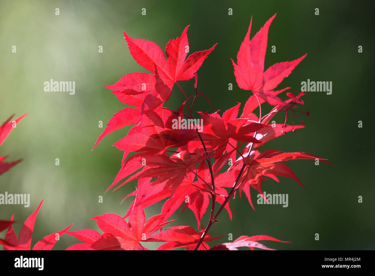 Acero giapponese nome latino acer japonicum e luminose foglie rosse con il sole e le ombre di lascia dietro di sé in primavera in Italia Foto Stock