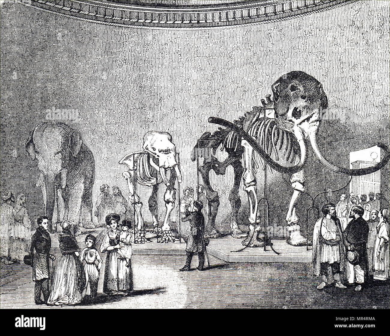 Incisione raffigurante un esposizione di scheletri di mammut ed elefanti a San Pietroburgo il Museo di Storia Naturale. Datata del XIX secolo Foto Stock