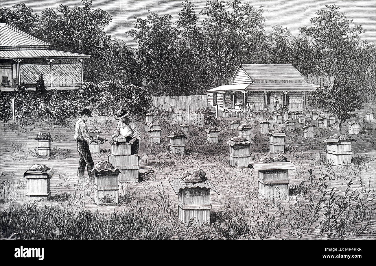 Incisione raffigurante un apiario commerciale nel Queensland, in Australia. Datata del XIX secolo Foto Stock
