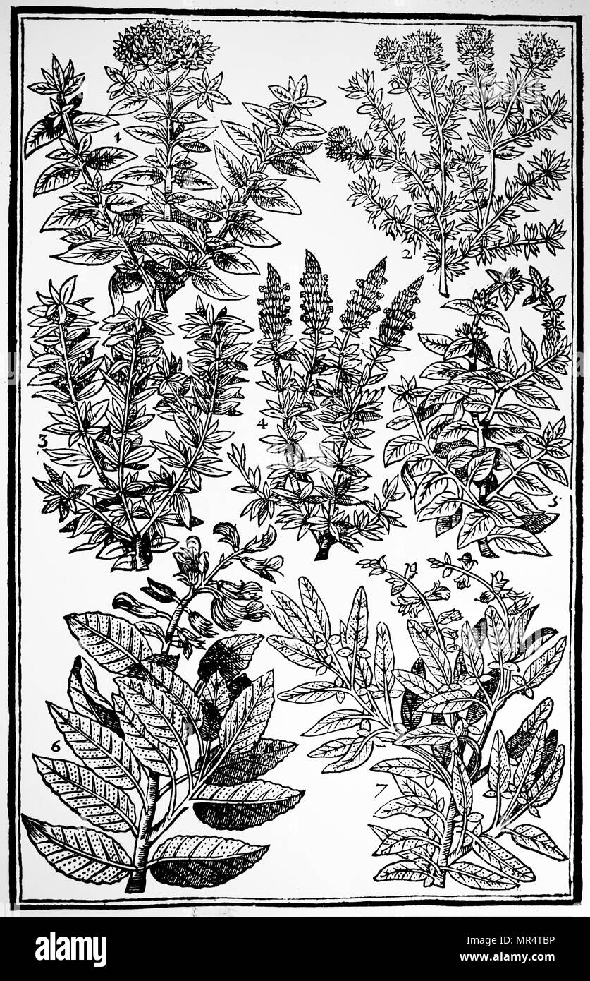 Incisione raffigurante varie erbe del giardino: il timo, la maggiorana, saporito, Issopo, mentuccia e saggi. Da Giovanni il morbo di Parkinson 'paradisi nella suola Paradisus Terrestris'. John Parkinson (1567-1650) un erborista inglese e botanico. Risalenti al XVII secolo Foto Stock