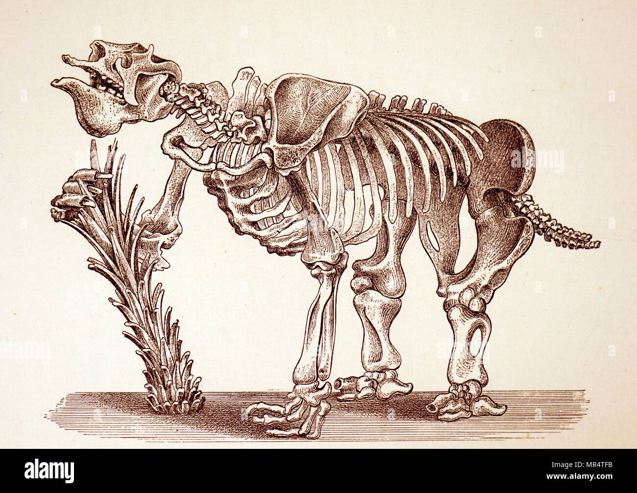 Incisione raffigurante lo scheletro di un Megatherium (Grand bradipo a terra). Megatherium era un genere di elefante-massa di dimensioni bradipi endemica in Sud America, a volte chiamato il gigante massa bradipo, quella vissuta dagli inizi del Pliocene attraverso la fine del Pleistocene. Datata del XIX secolo Foto Stock