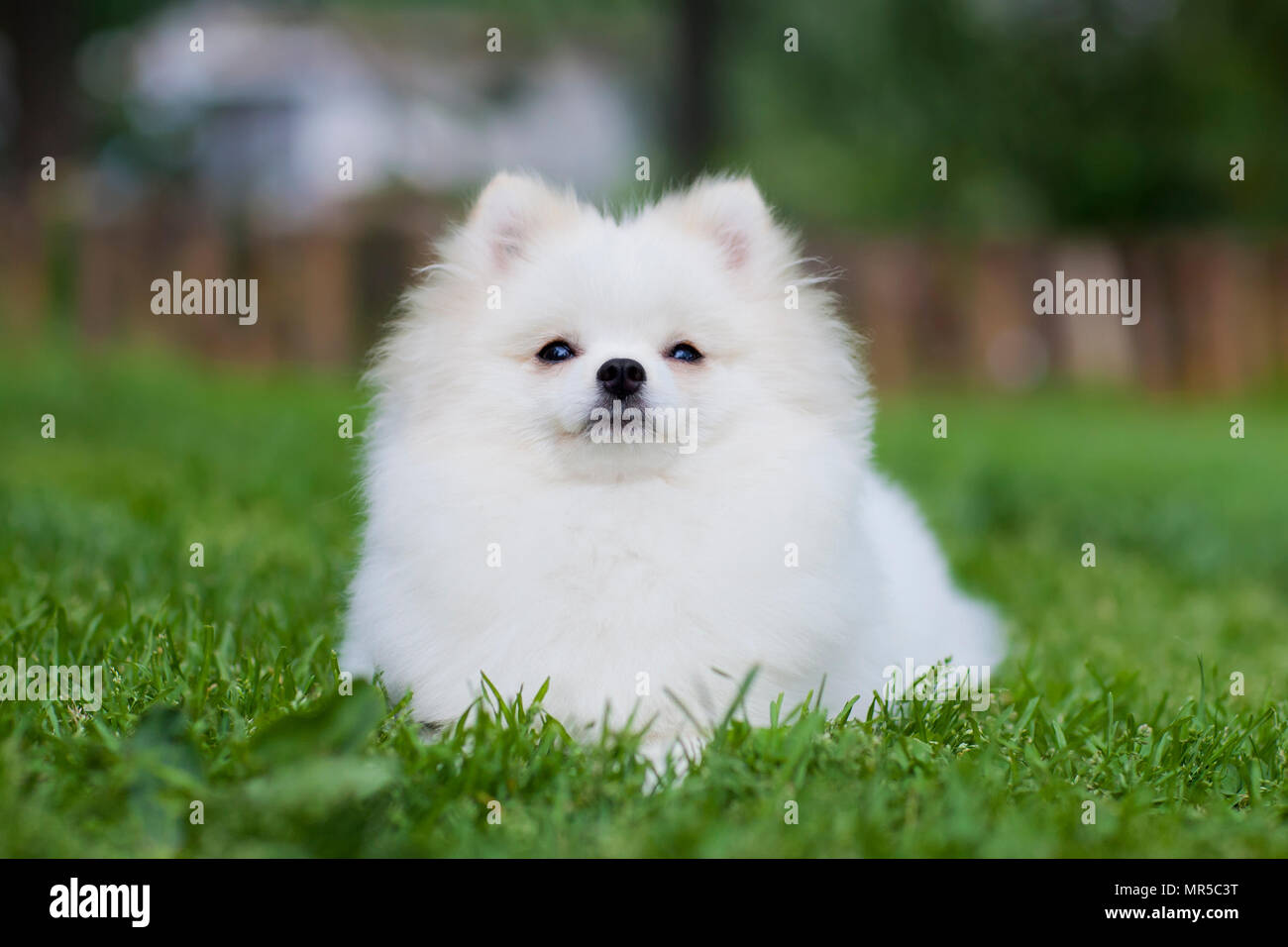 Spitz bianco giocando sull'erba Foto Stock