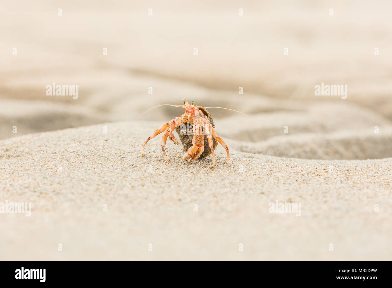 Il granchio eremita, Pagurus bernhardus, strisciando sulla spiaggia di sabbia in stretta fino a concentrarsi sulla parte anteriore rosa di parti del corpo contro uno sfondo sfocato Foto Stock