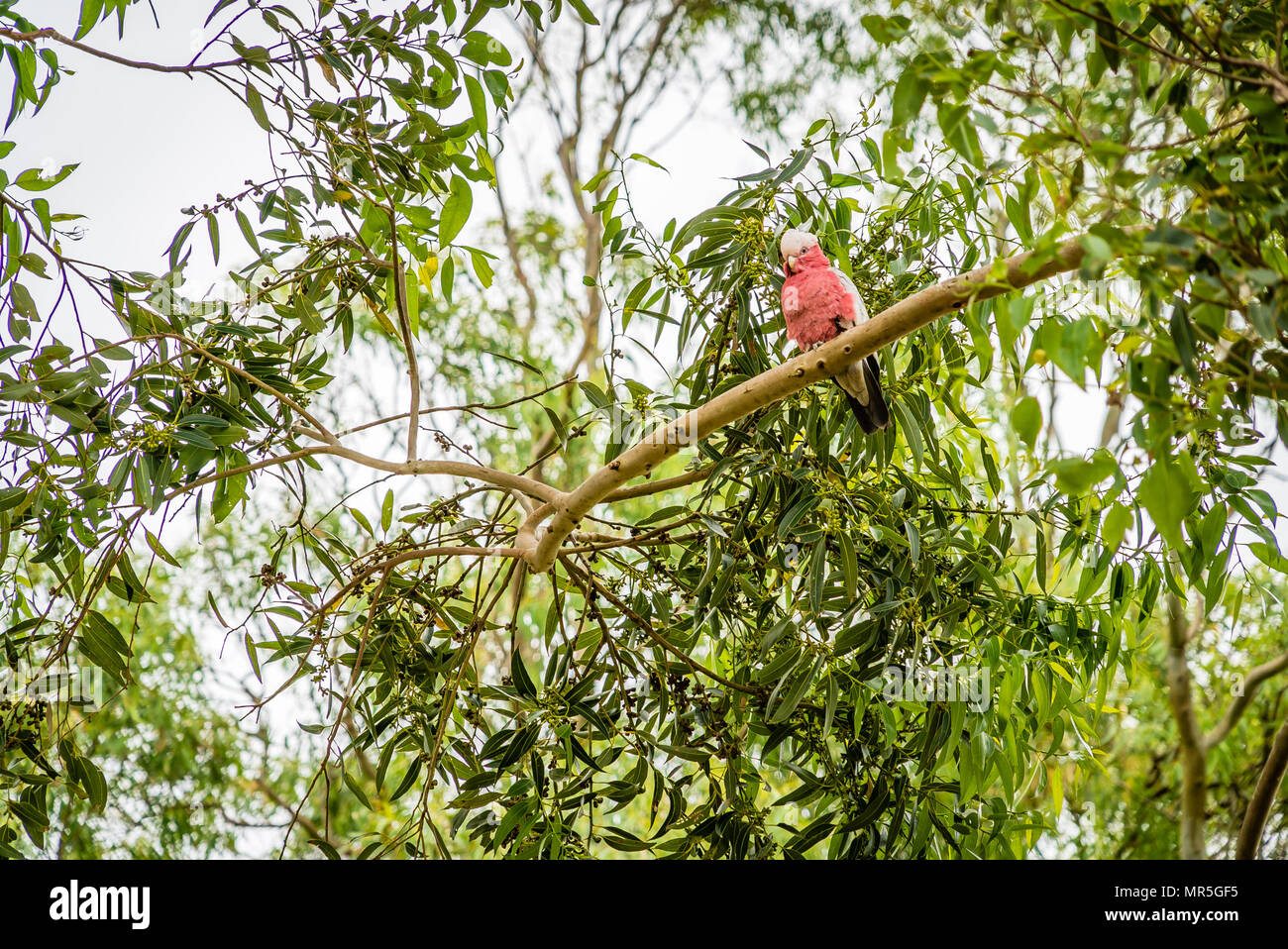 Galah cocktatoo noto anche come la rosa-breasted cockatoo, roseate cacatua o rosa e grigio Foto Stock