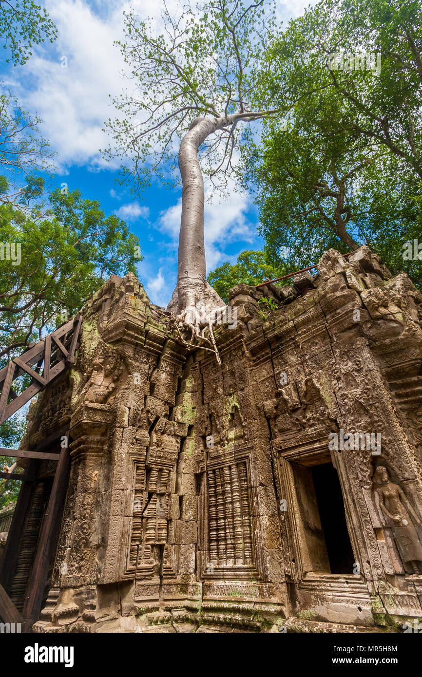 Bassa angolazione del grande strangler fig sulla parte superiore di un rudere con belle sculture e una donna scultura in Cambogia il Ta Prohm tempio. Foto Stock