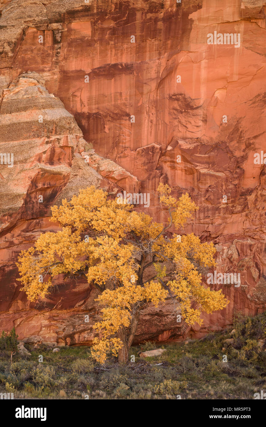 Pioppi neri americani Albero in autunno e il deserto vernice sulla parete di pietra arenaria; Capitol Reef National Park nello Utah. Foto Stock