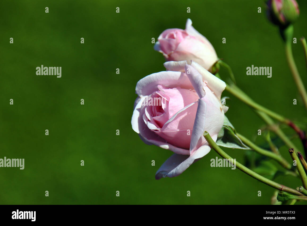 Una luce di colore rosa rosa luminoso alla luce del sole Foto Stock
