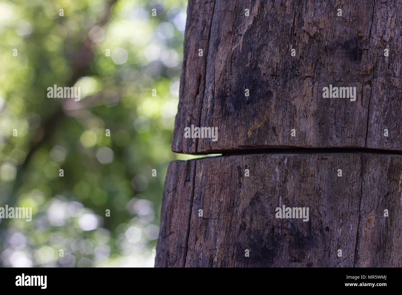 Vecchio albero è tagliato ma continua a crescere Foto Stock