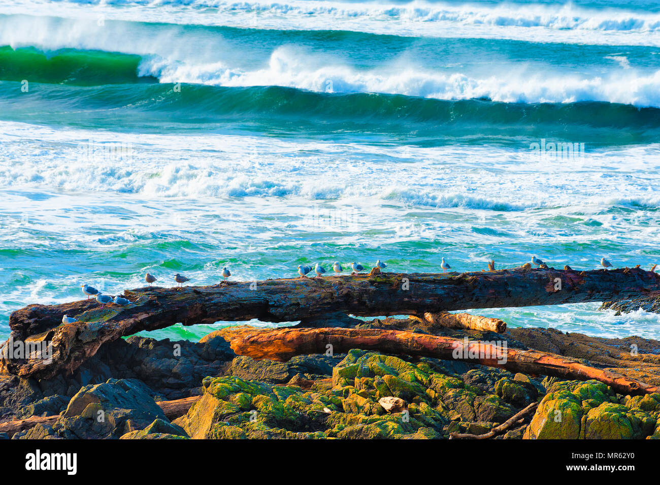 Una fila di gabbiani appollaiato su un driftwood lungo la spiaggia rocciosa di Yachats, Oregon Foto Stock