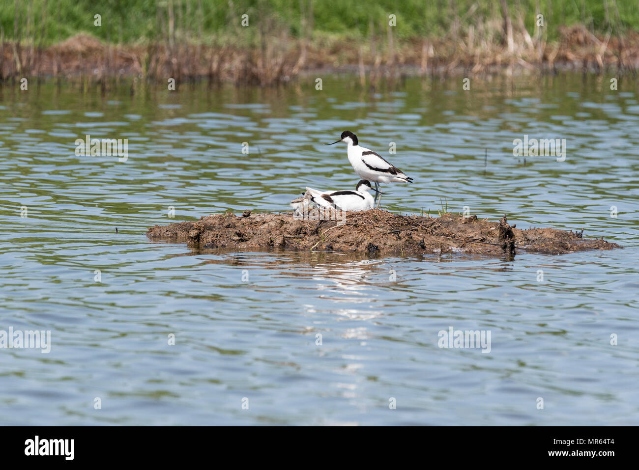 La nidificazione (Avocette Recurvirostra avosetta) con pulcini Foto Stock