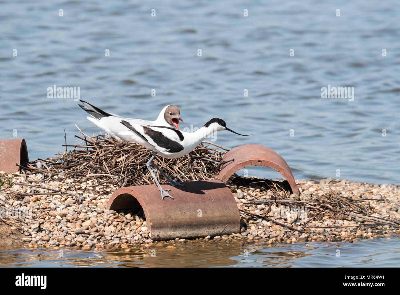 Un'avocetta (Recurvirostra avosetta) mediante il nido Foto Stock
