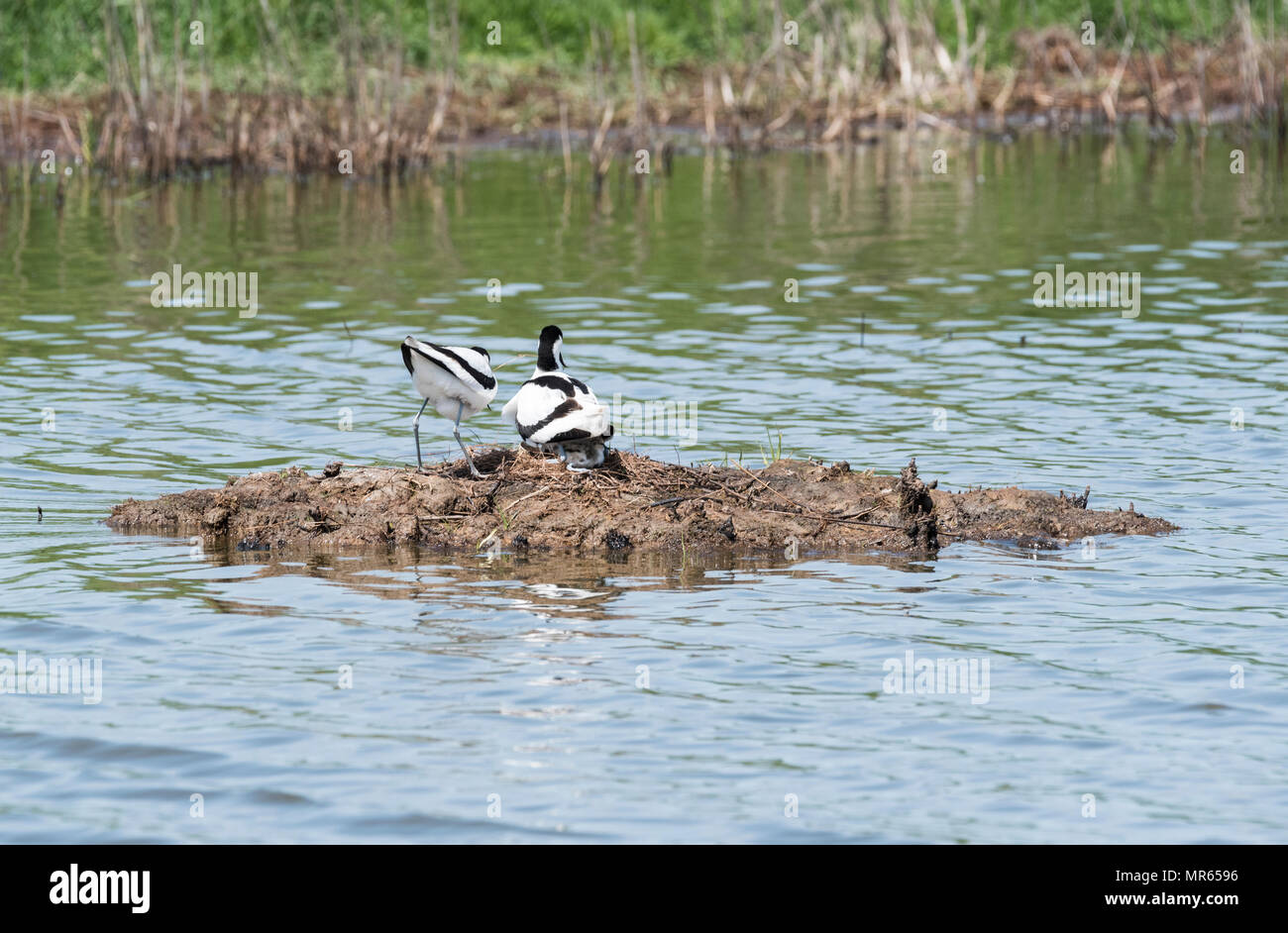 La nidificazione (Avocette Recurvirostra avosetta) con pulcini Foto Stock