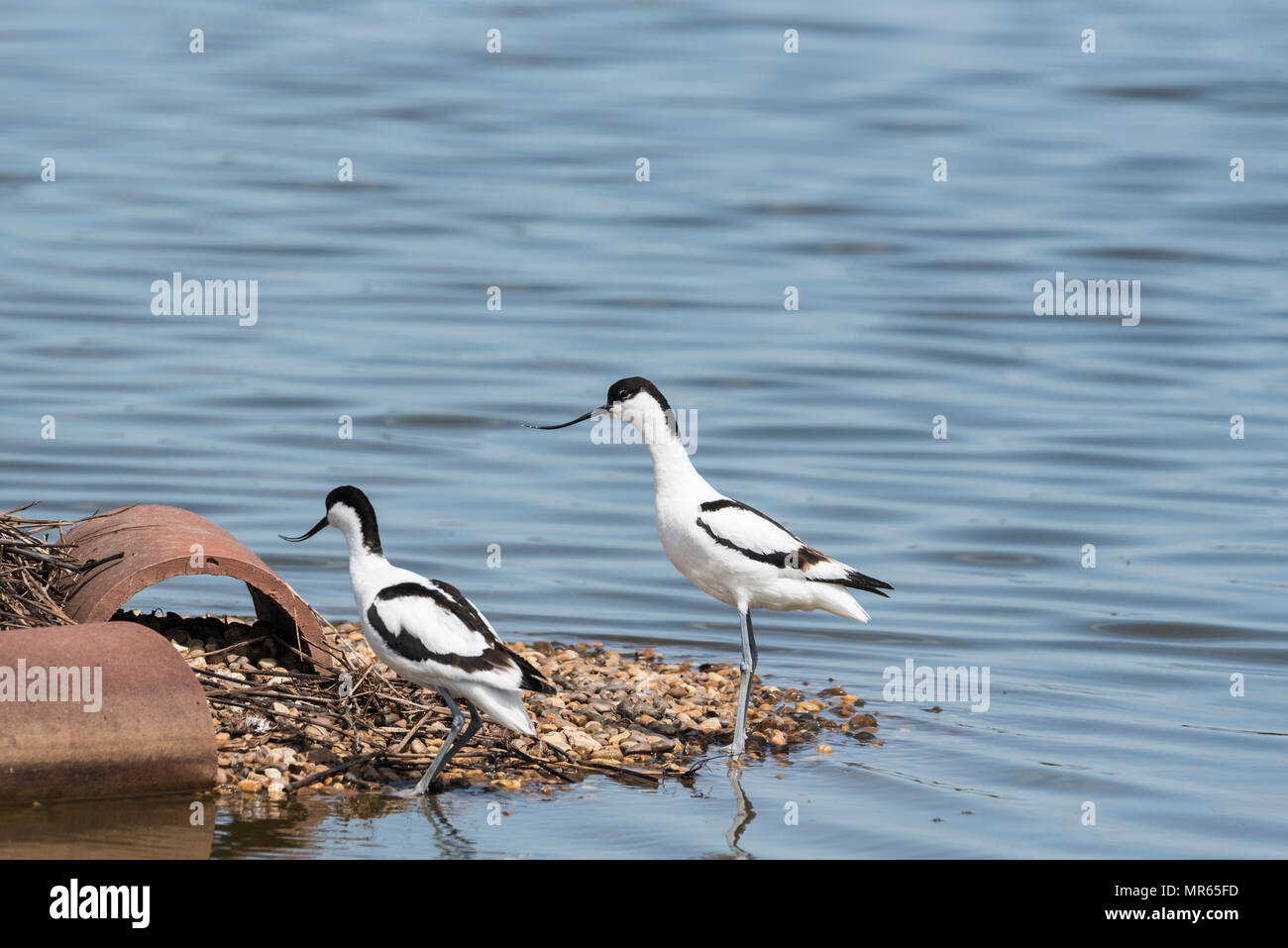 Avocette permanente (Recurvirostra avosetta) Foto Stock