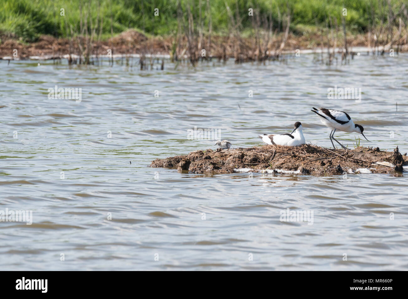 La nidificazione (Avocette Recurvirostra avosetta) con pulcini Foto Stock