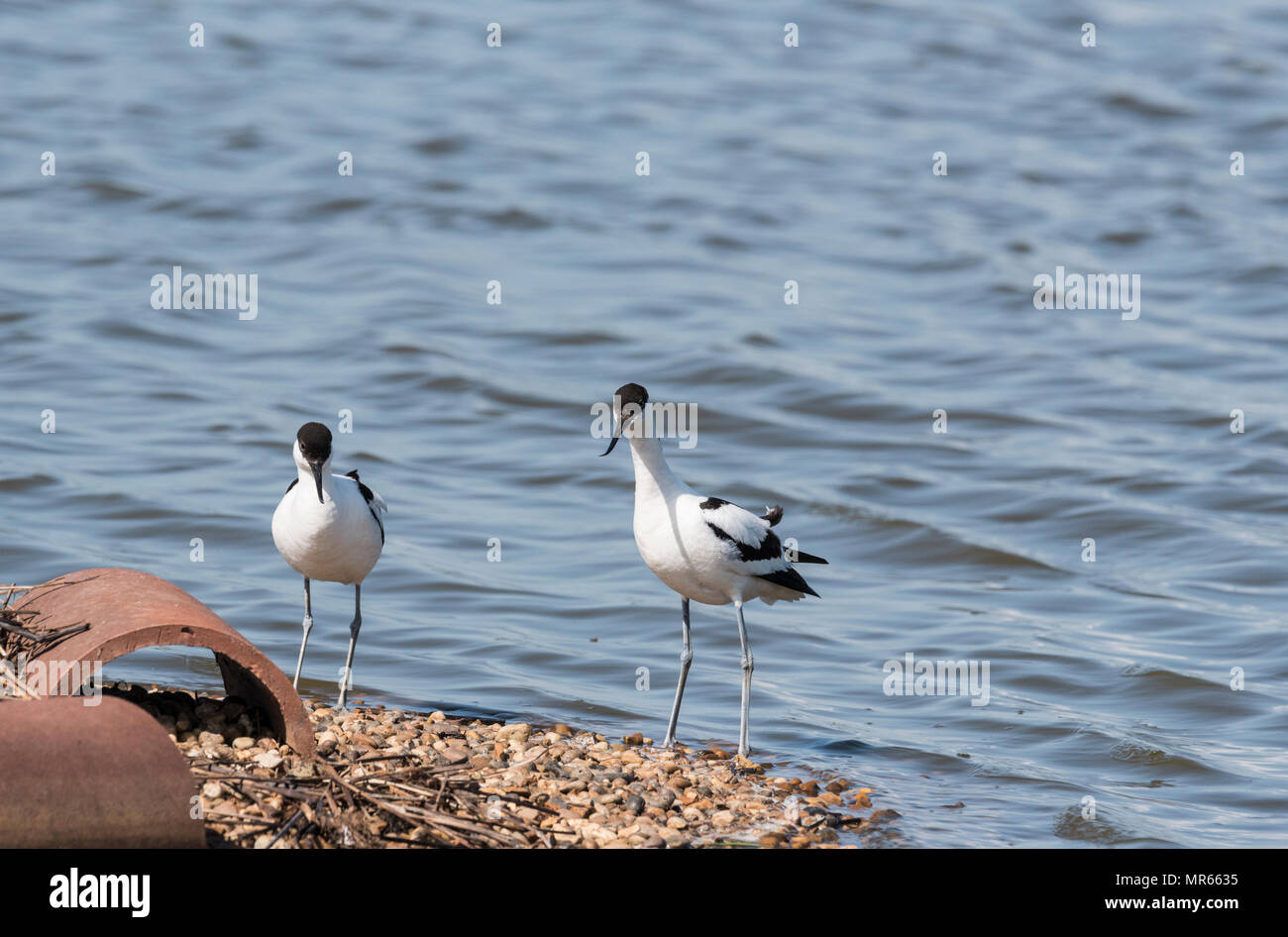 Due piedi (Avocette Recurvirostra avosetta) Foto Stock