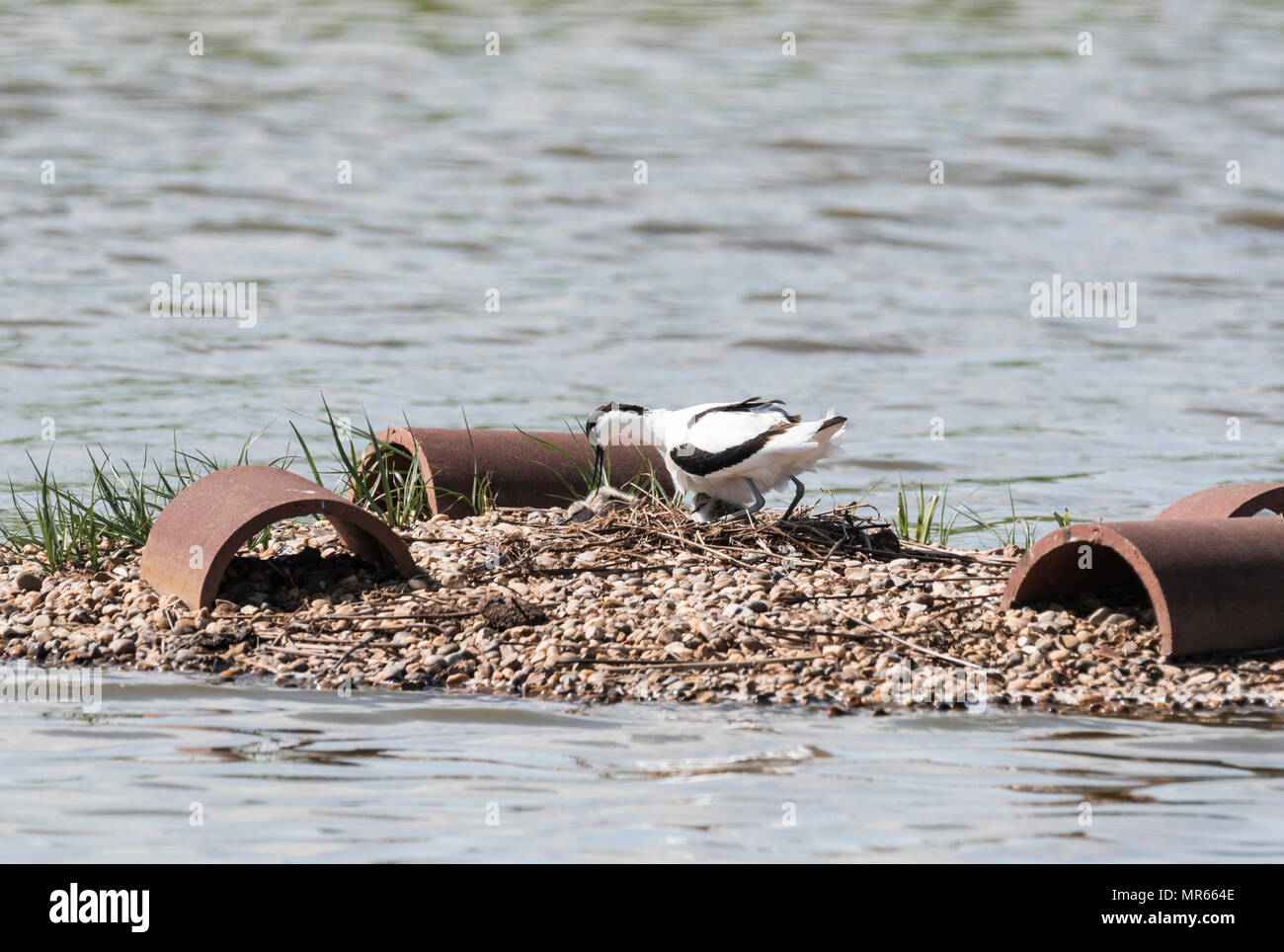 La nidificazione (Avocetta Recurvirostra avosetta) con pulcini Foto Stock