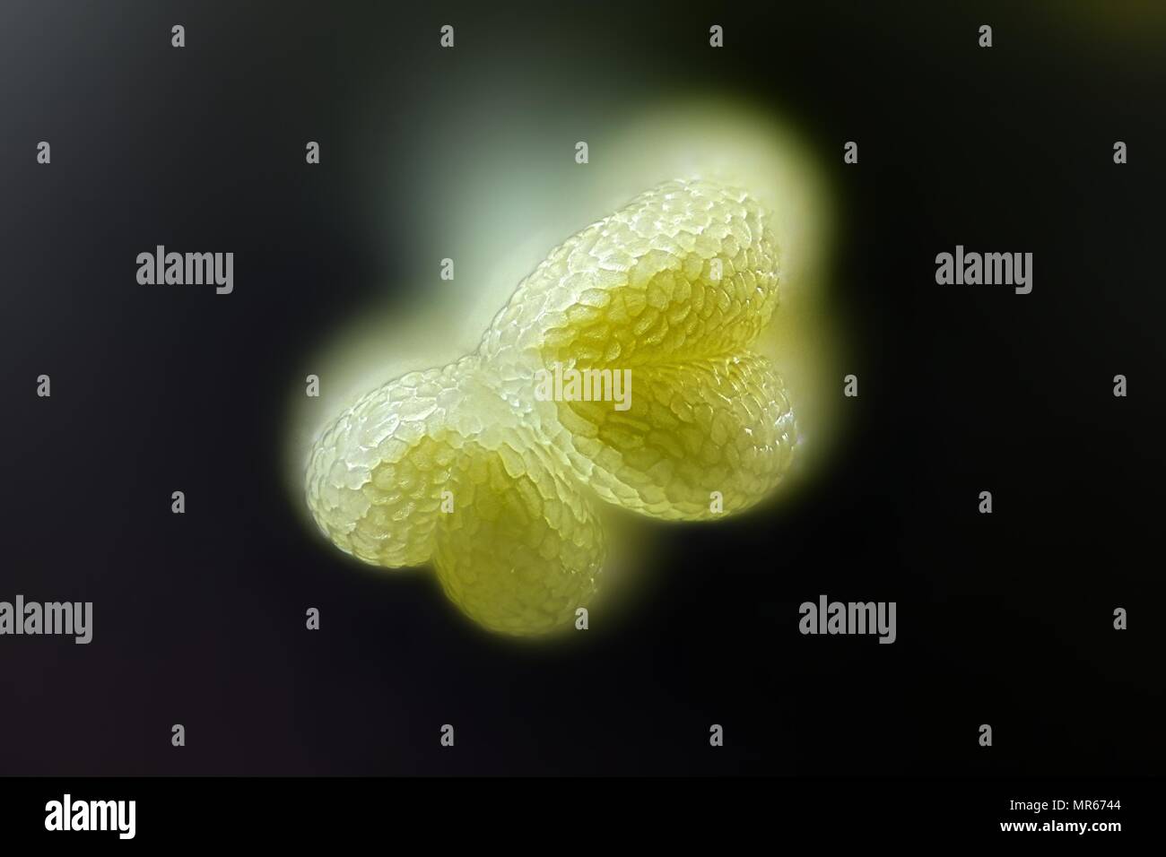 Stame di Willow, Salix phylicifolia, una immagine al microscopio Foto Stock