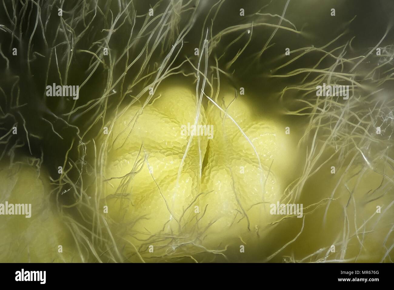 Stame di Willow, Salix phylicifolia, una immagine al microscopio Foto Stock