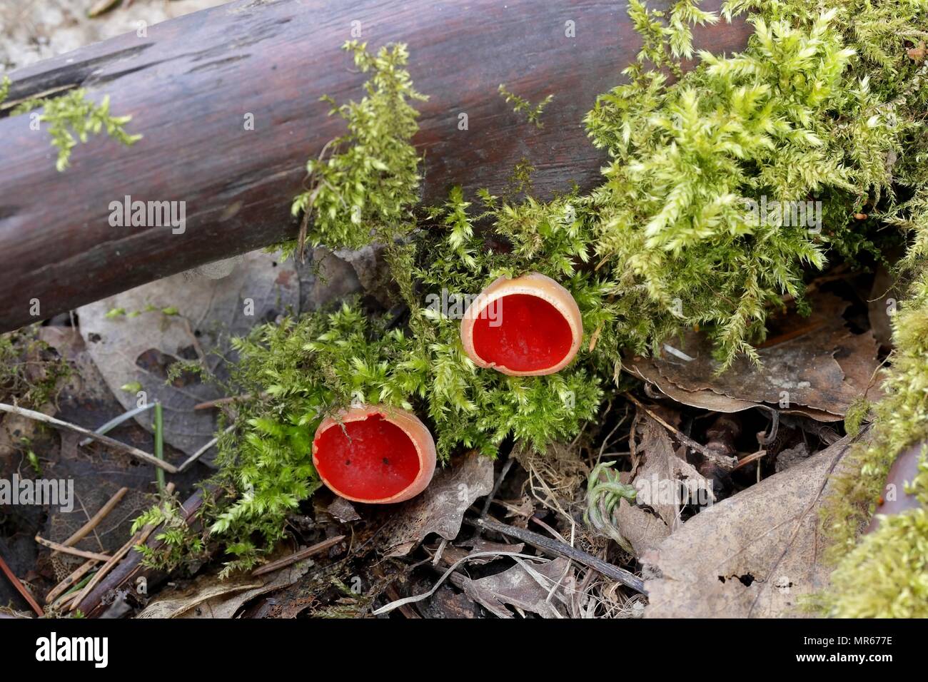 Scarlet elfcup, Sarcoscypha austriaca di funghi selvatici dalla Finlandia Foto Stock