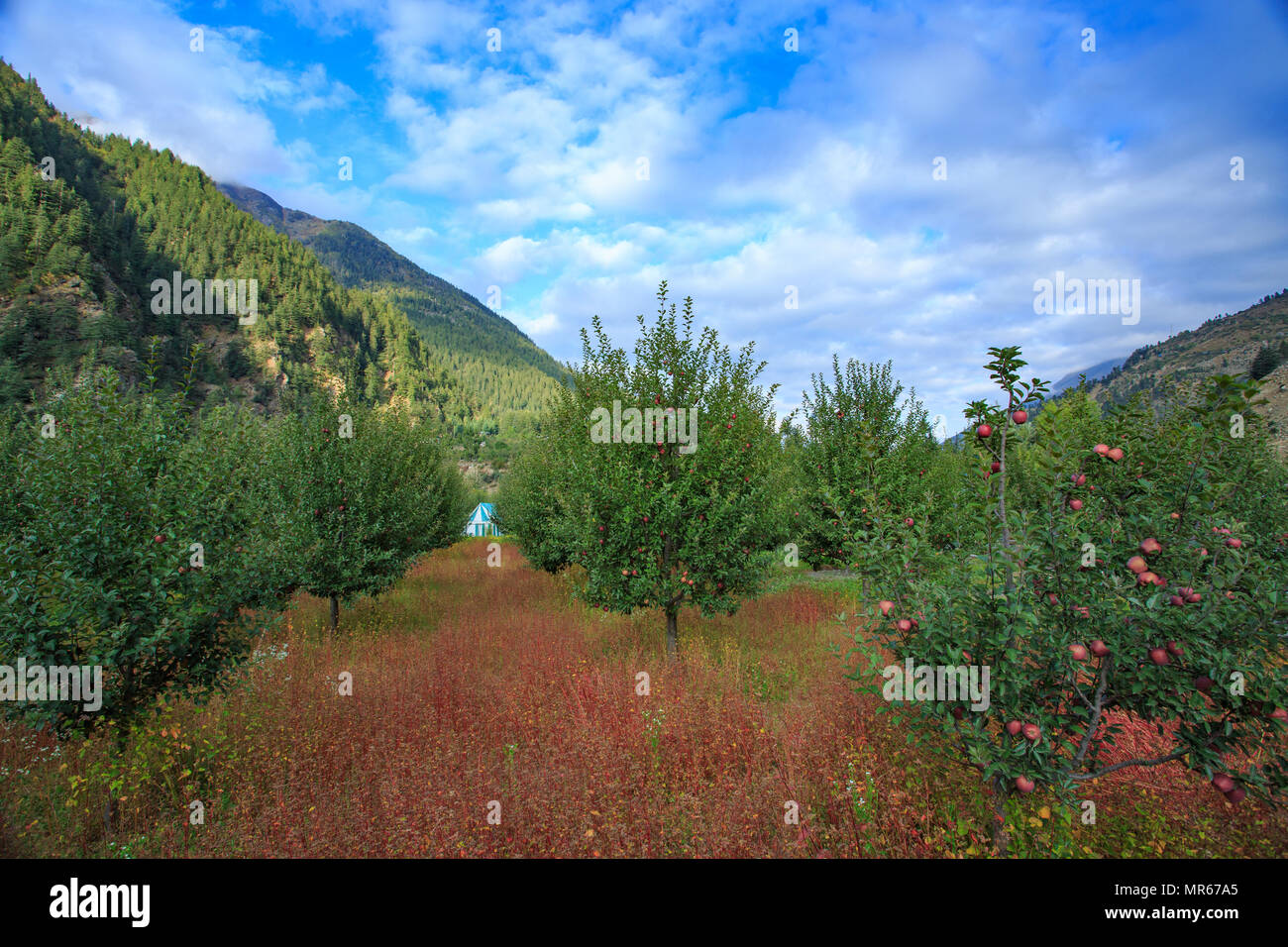 Meleto in Valle di Sangla Hill (Himachal Pradesh, India) Foto Stock