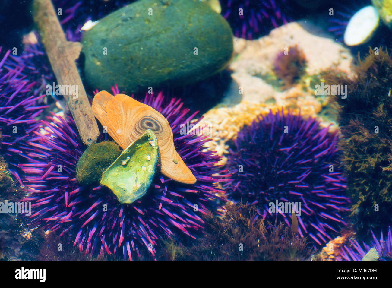A Yaquina Capo della spiaggia di ciottoli in Newport Oregon, viola ricci di mare sono una grande attractraction nel tidepools come mostrato in questa immagine di vista dettagliata. Foto Stock