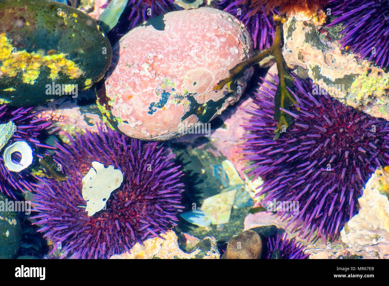 A Yaquina Capo della spiaggia di ciottoli in Newport Oregon, viola ricci di mare sono una grande attractraction nel tidepools come mostrato in questa immagine di vista dettagliata. Foto Stock