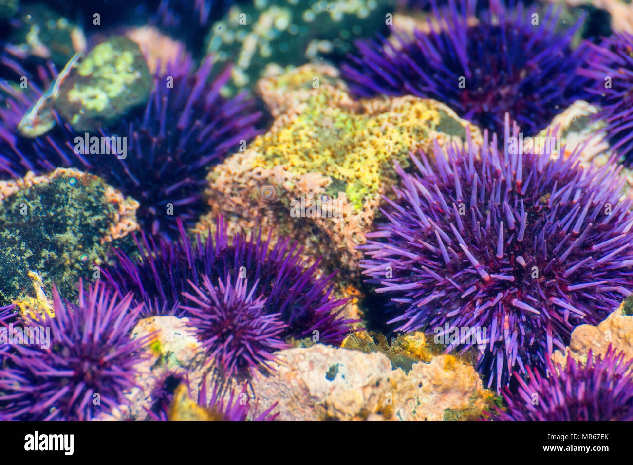 A Yaquina Capo della spiaggia di ciottoli in Newport Oregon, viola ricci di mare sono una grande attractraction nel tidepools come mostrato in questa immagine di vista dettagliata. Foto Stock