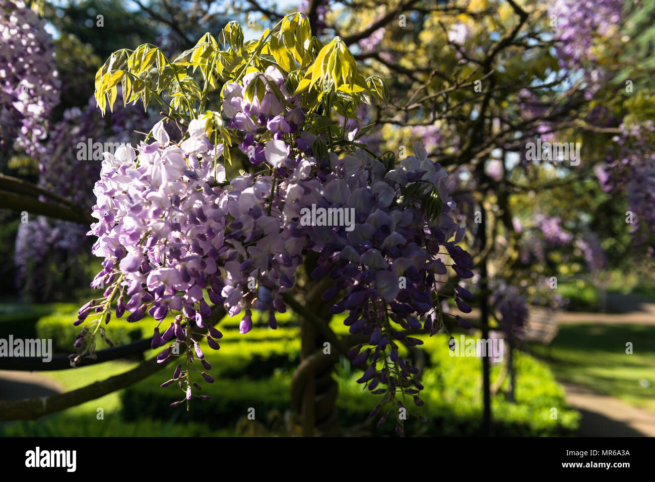 Fiori di Primavera su un addestrato wisteria albero nel giardino italiano, Gunnersbury Park, nelle prime ore del mattino della luce del sole. Londra, Regno Unito Foto Stock
