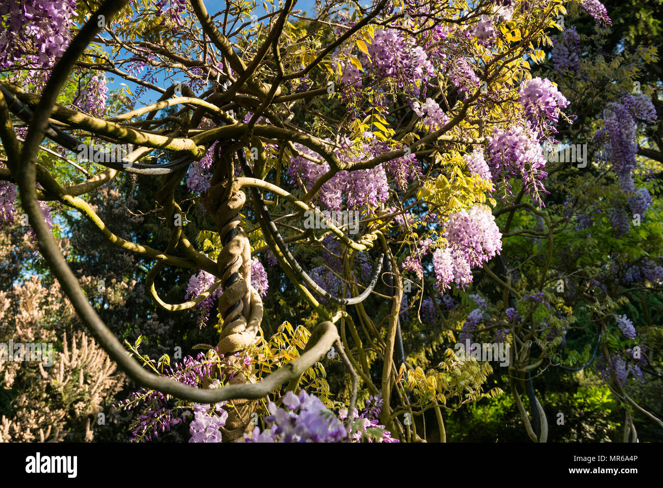 Fiori di Primavera su un addestrato wisteria albero nel giardino italiano, Gunnersbury Park, nelle prime ore del mattino della luce del sole. Londra, Regno Unito Foto Stock