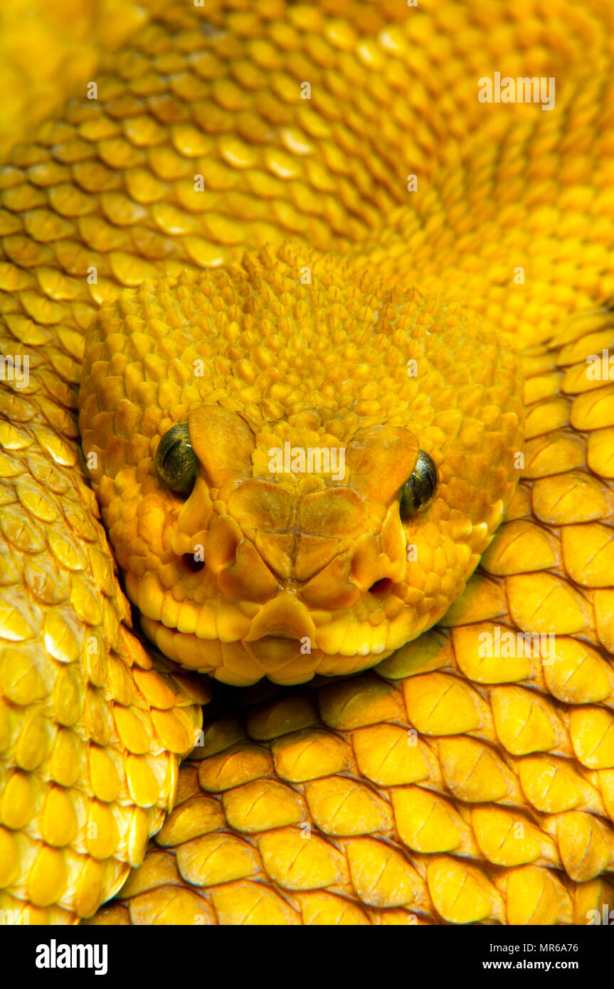 Mexican west coast rattlesnake (Crotalus basiliscus), ricorrenza in Messico, animale ritratto Foto Stock