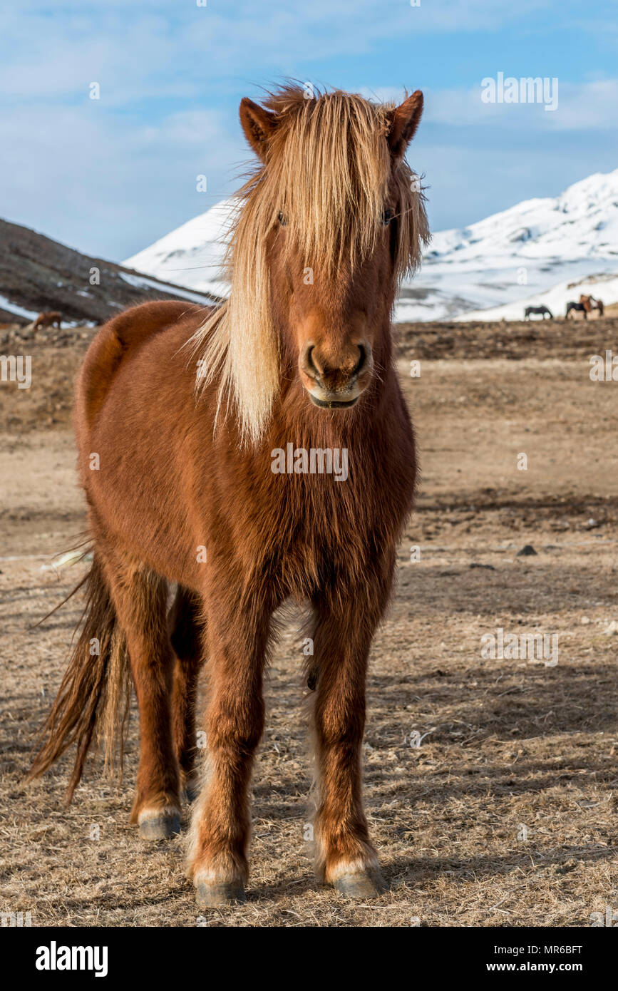 Cavallo islandese (Equus przewalskii f. caballus), marrone, sorge nel paesaggio arido Sud dell'Islanda, Islanda Foto Stock
