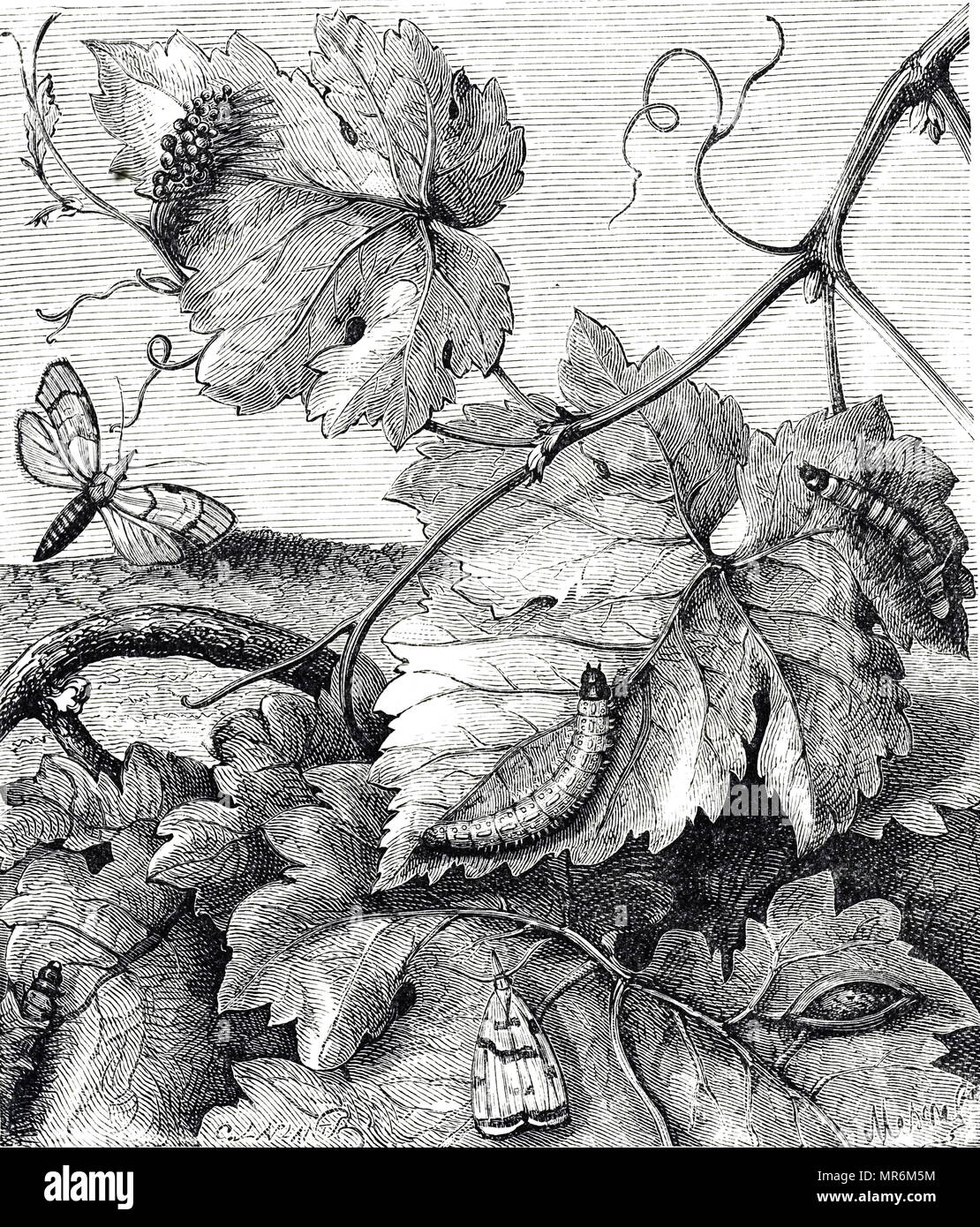 Incisione raffigurante la fillossera, una peste di vitigni commerciali in tutto il mondo, originariamente nativa per Nord America orientale. Datata del XIX secolo Foto Stock