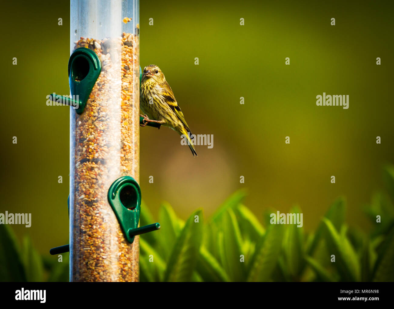 Maschio Lucherino seduti su un Bird Feeder Foto Stock