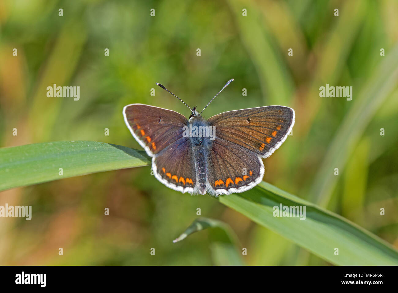 Femmina marrone (Argus Aricia agestis) Foto Stock