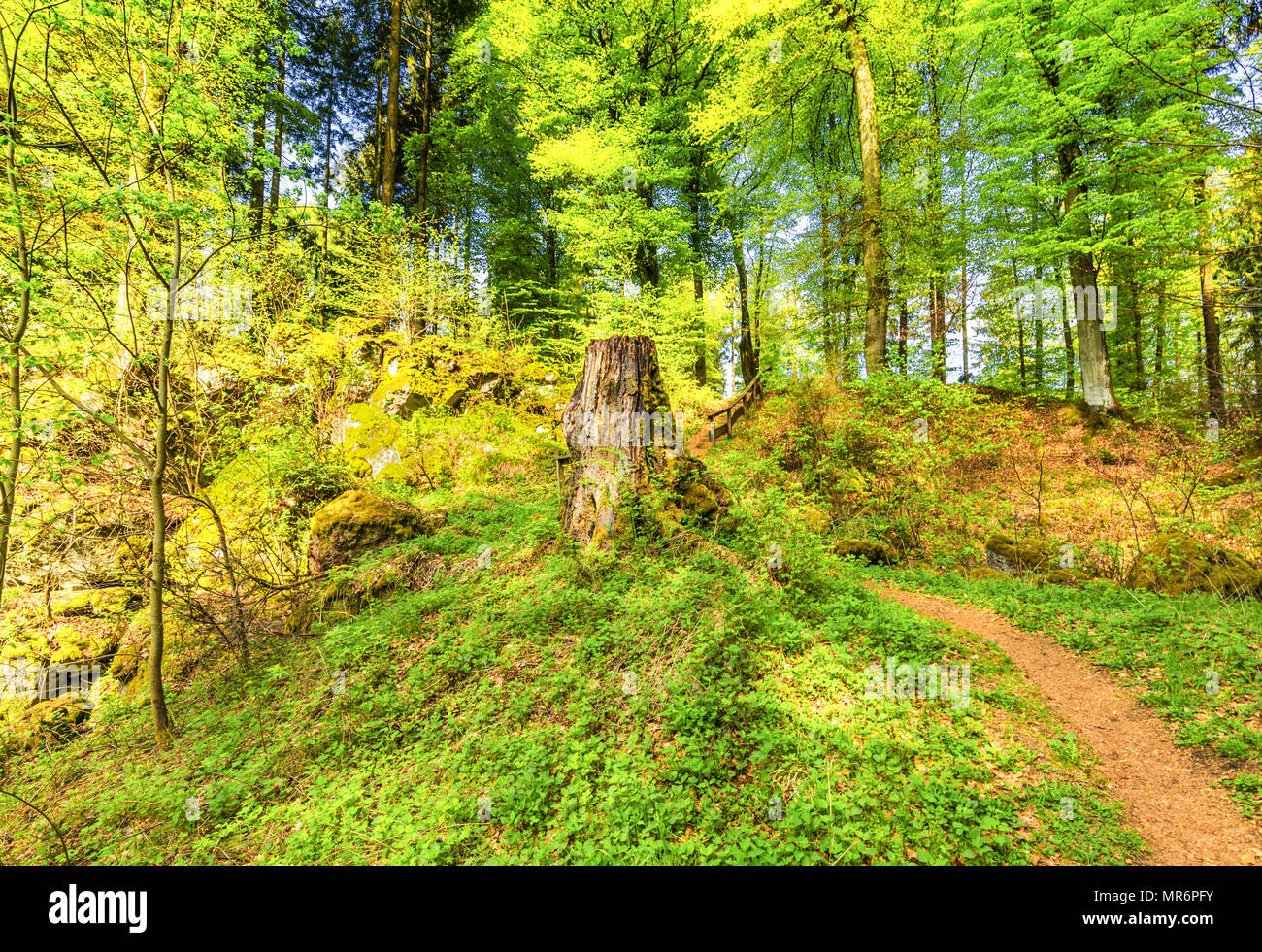 Molla bellissimo paesaggio forestale con nella zona di mulino in pietra e le grotte di ghiaccio e faggi in volcanic Eifel a Roth, Gerolstein Germania Foto Stock