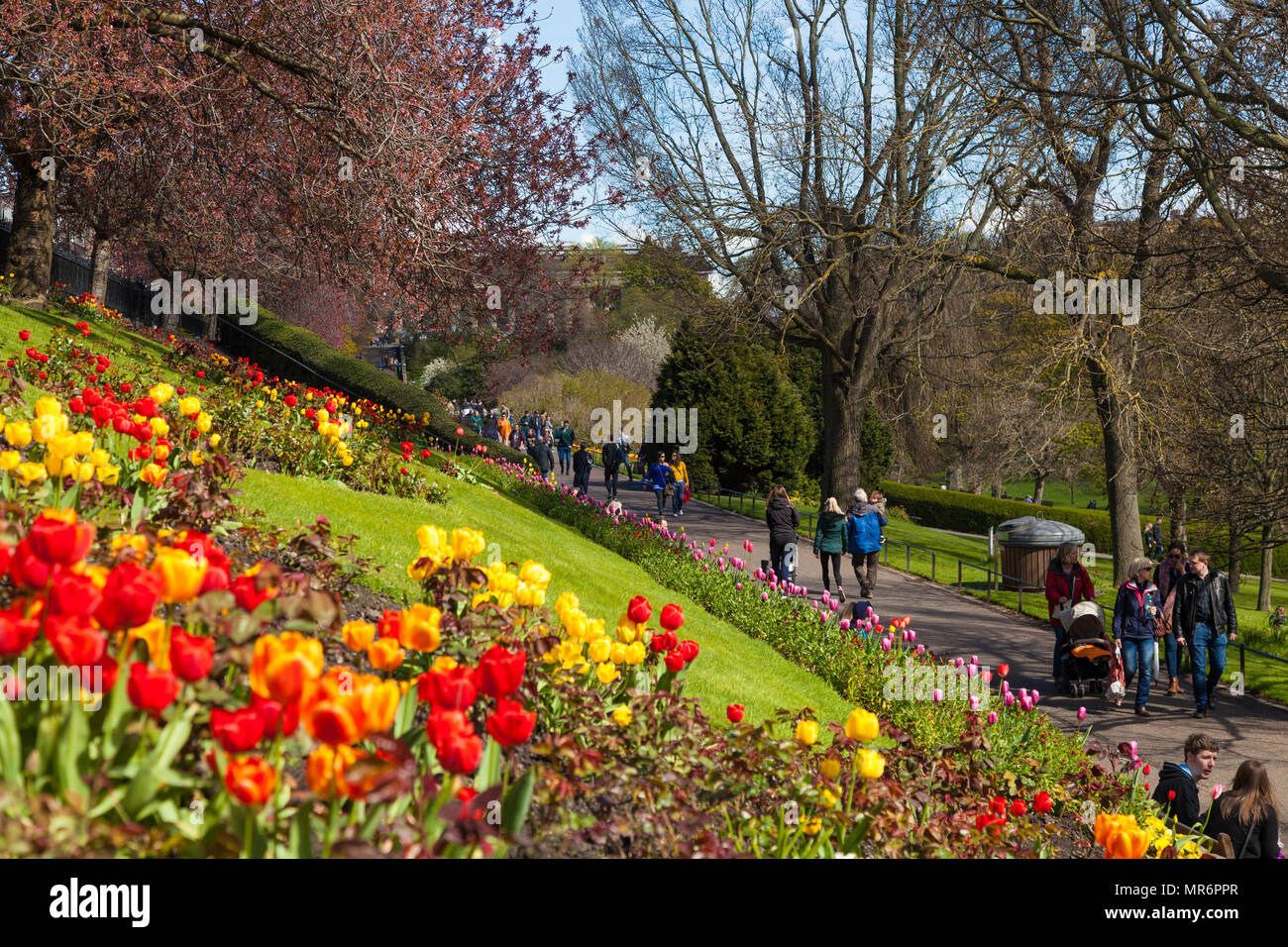 Brillante fioritura di tulipani nei giardini di Princes Street Edinburgh. Foto Stock