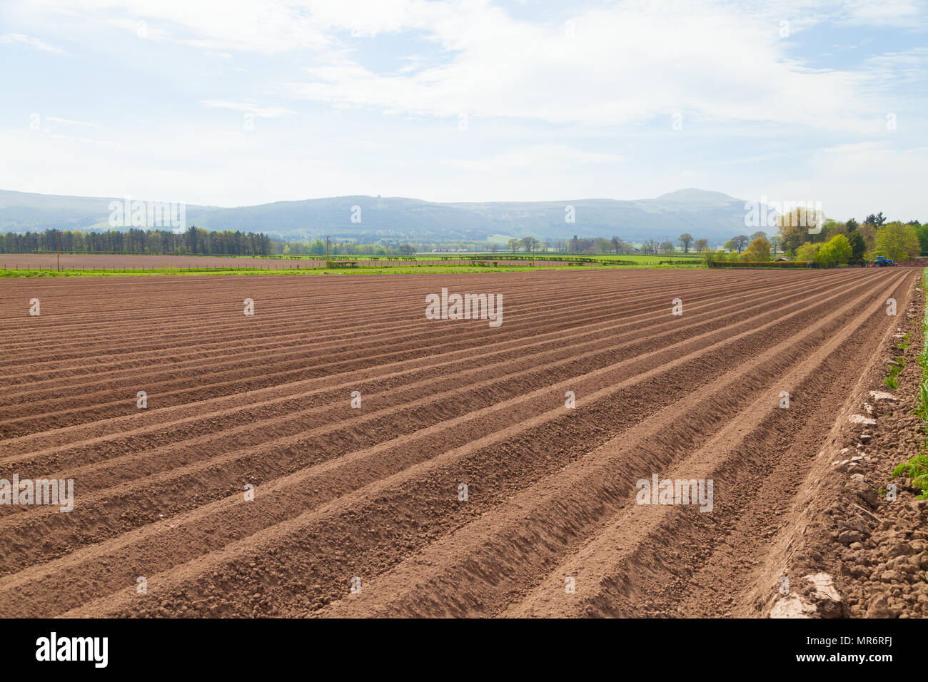 Campi in Fife Scozia piantati con patate con le colline di Lomond nella distanza. Foto Stock