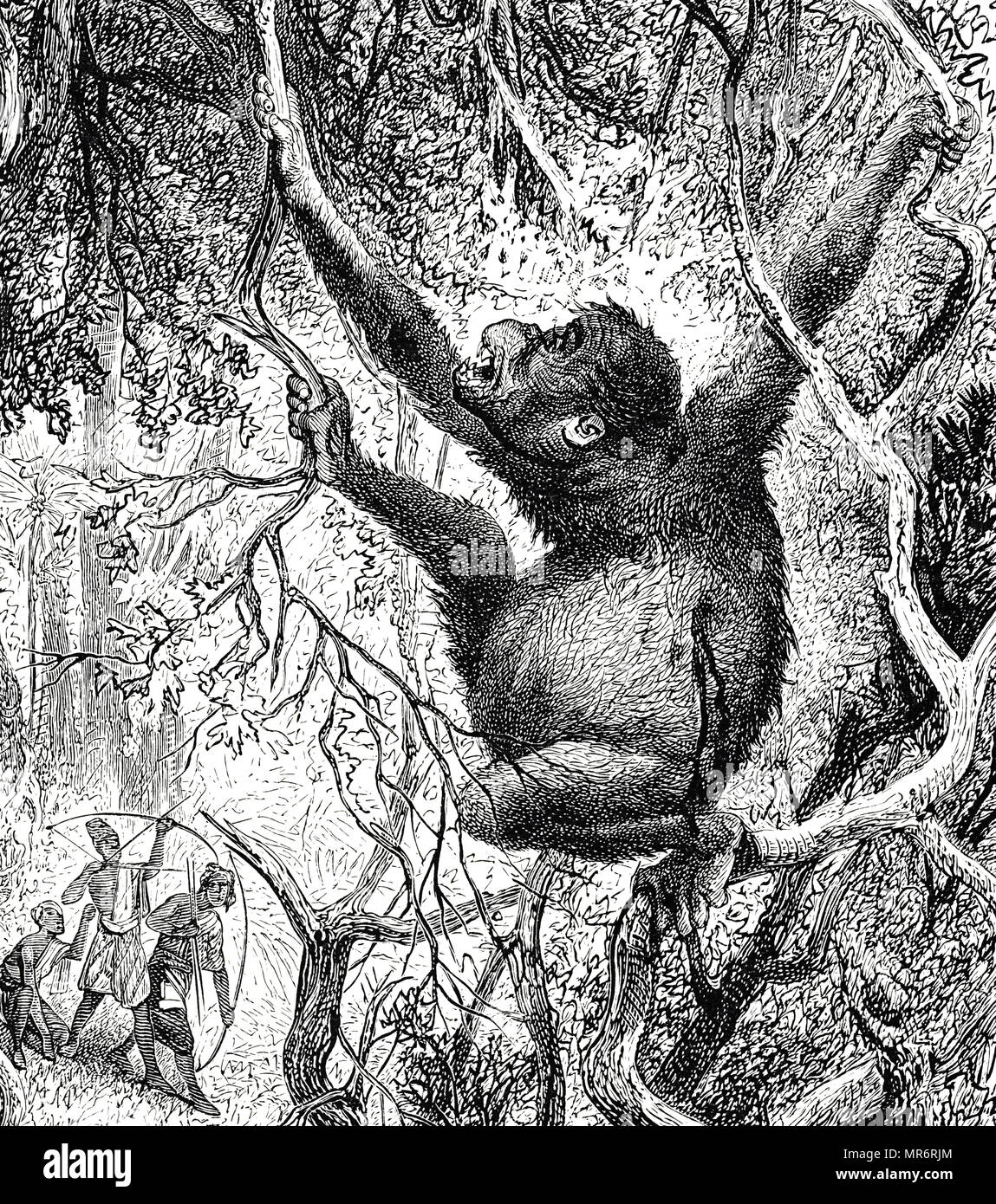 Incisione raffigurante un Orango Tango uccisi dai cacciatori di Sumatra. Datata del XIX secolo Foto Stock