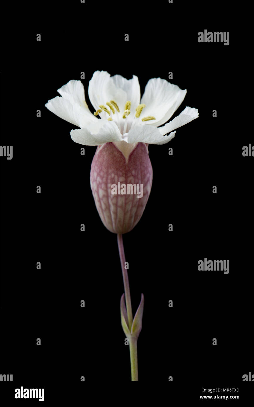 Mare campion, Silene uniflora, trovato crescente dietro Chesil Beach vicino all'isola di Portland. Mare campion è un sale di piante tolleranti e può essere trovato su ro Foto Stock