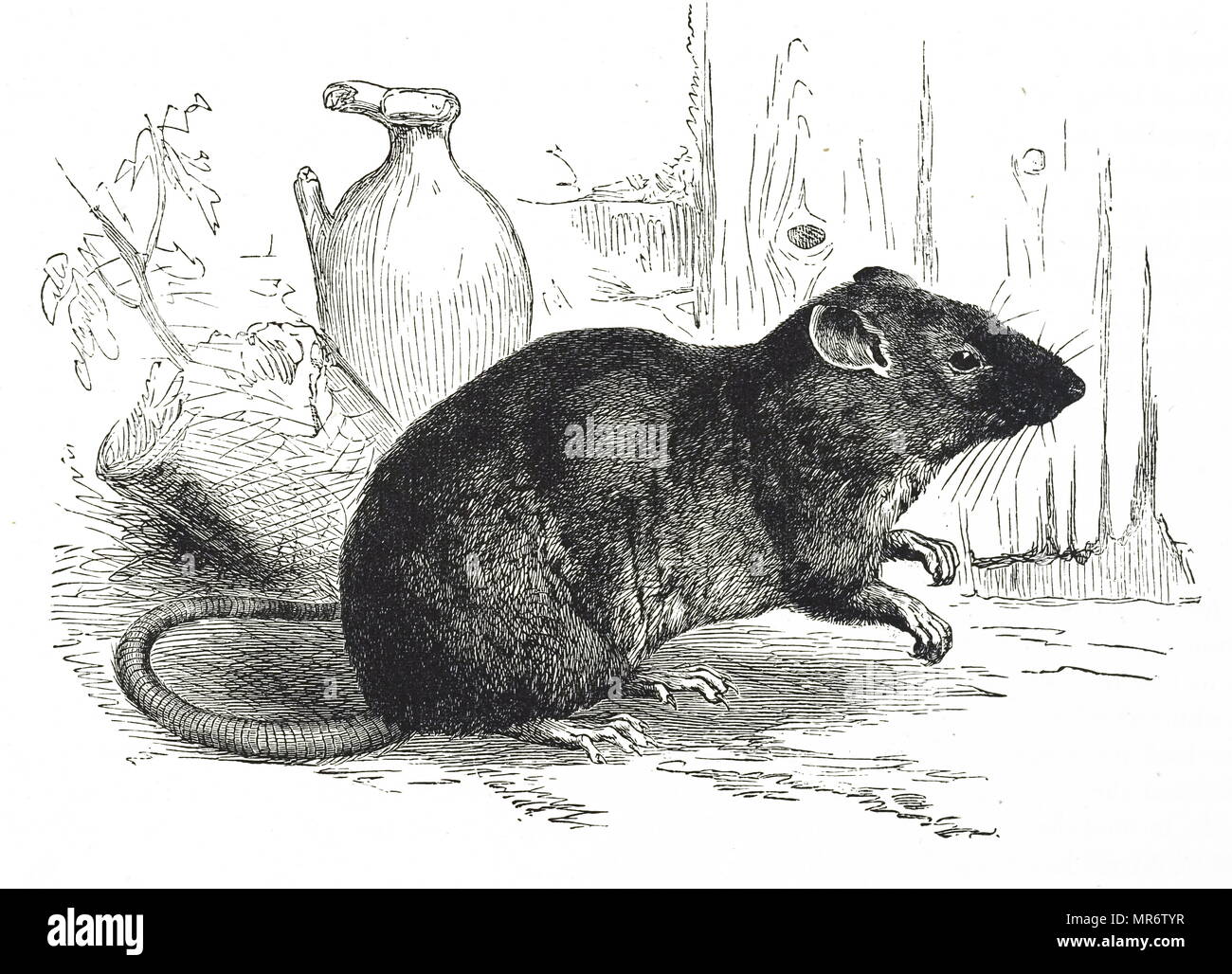 ratti norvegese - 1 Incisione raffigurante un ratto marrone, a cui si fa riferimento anche come il comune di ratto, street rat, fognature di ratto, Hannover ratto, Norvegia rat, norvegese di ratto, o wharf rat è