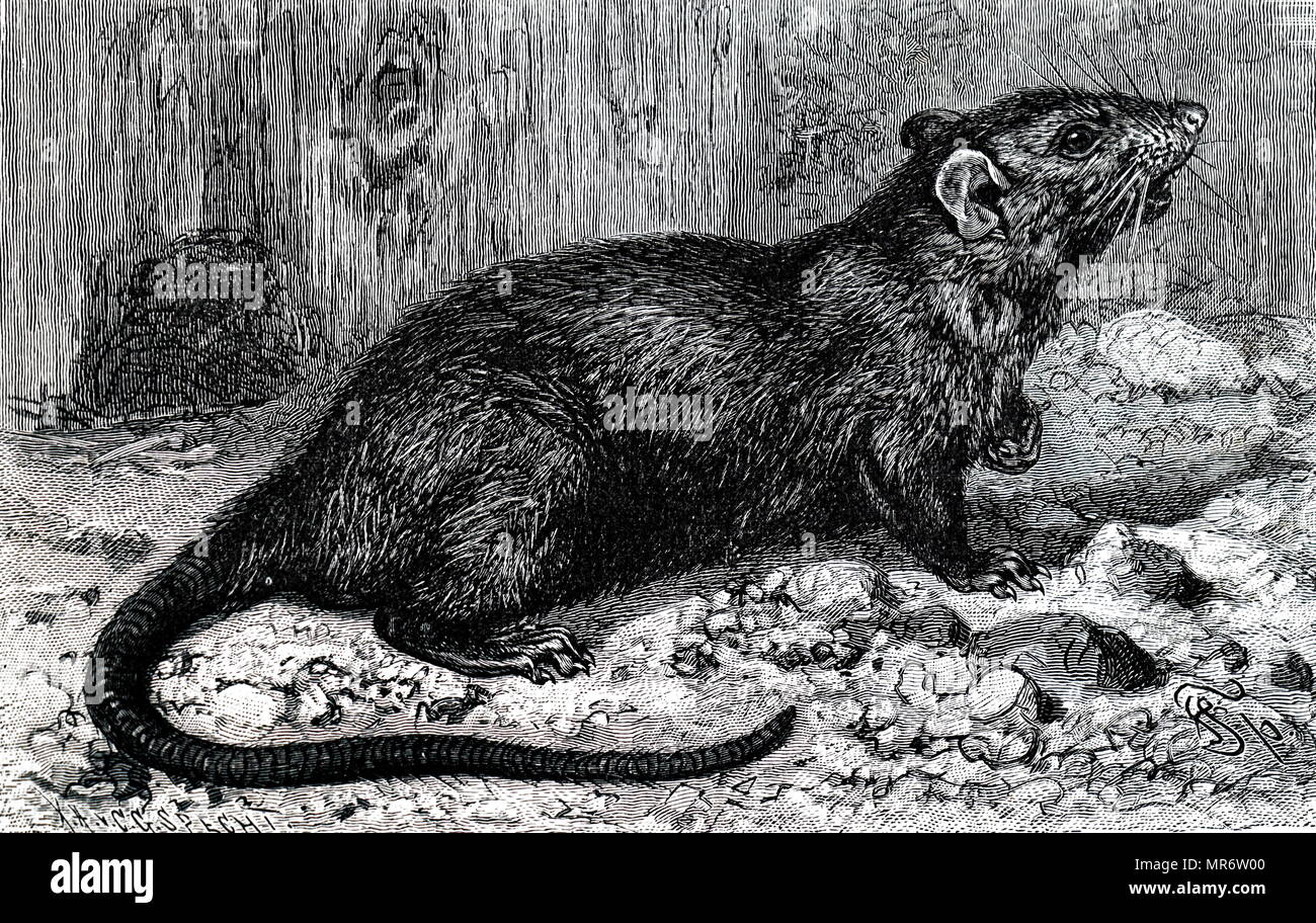 Incisione raffigurante un ratto nero, noto anche come la nave di ratto, ratto del tetto, casa di ratto, è un comune di lungo-tailed roditore del genere Rattus nella sottofamiglia Murinae. Datata del XIX secolo Foto Stock